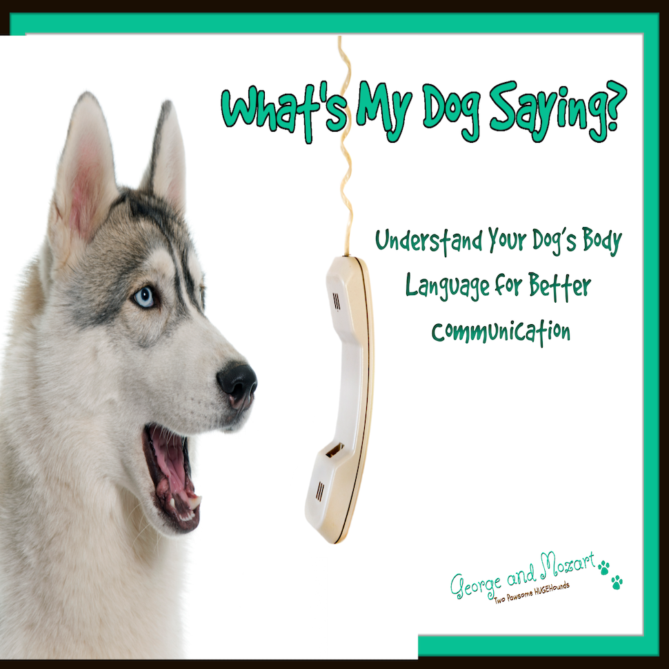 What’s My Dog Saying?