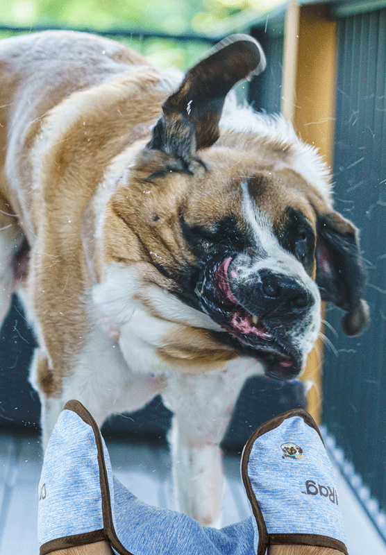 Dog hot sale drool catcher