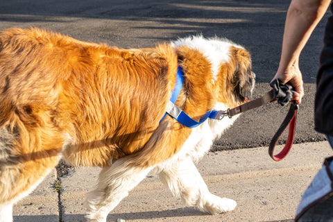 Hugehounds BIG DOG Harness Recommendation