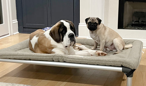 Hugehounds recommends Kuranda Dog Beds