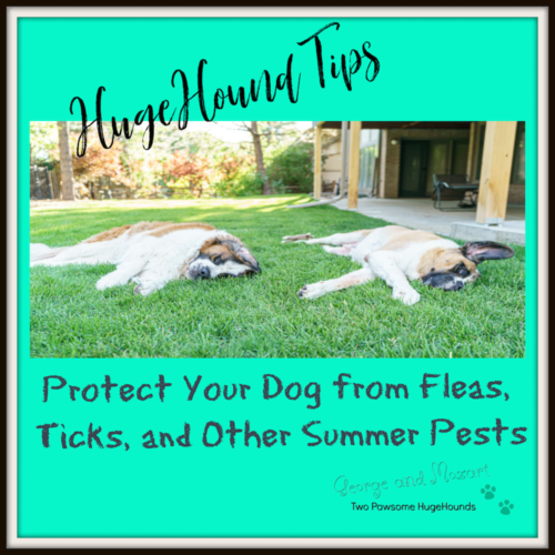 HugeHounds Tips: Protect Your Dog from Fleas, Ticks, and Other Summer Pests