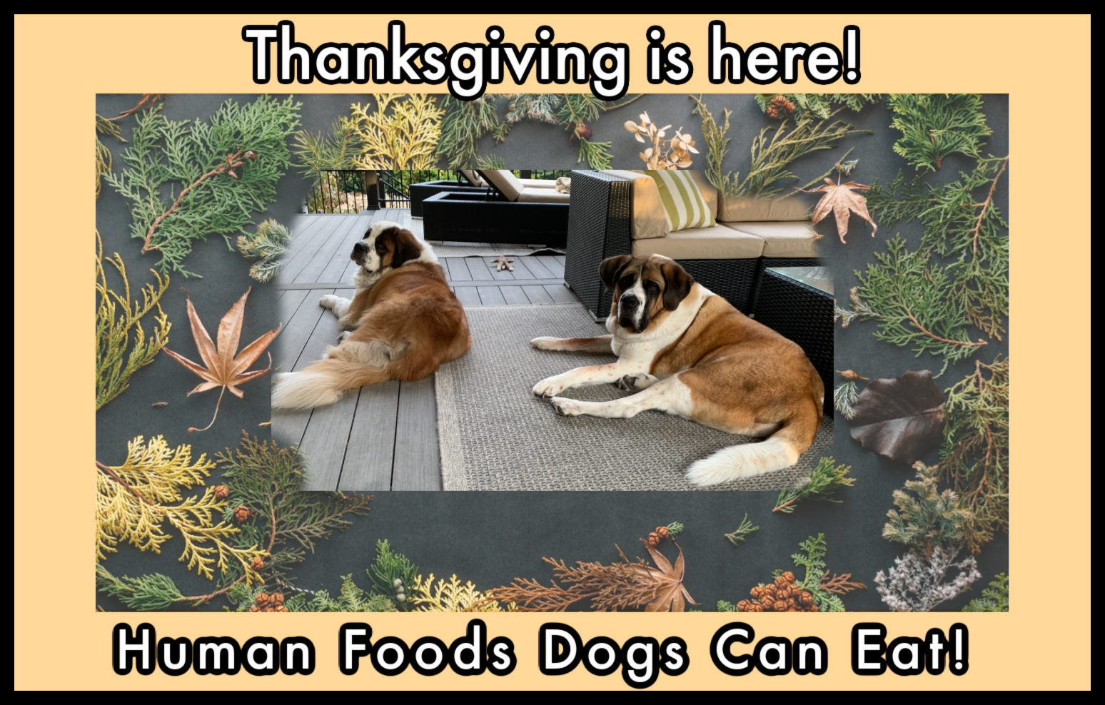 25 Human Foods Dogs Can and Can't Eat - Comprehensive 2022 List