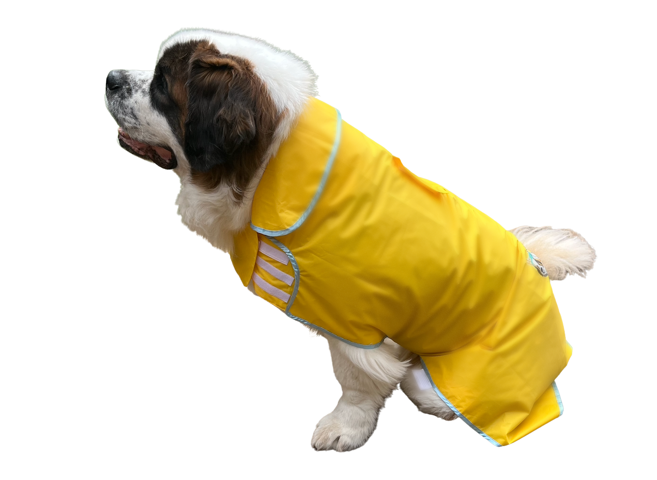The Rain Rover Extra LARGE Dog Raincoat Made For The Plus-size Dog