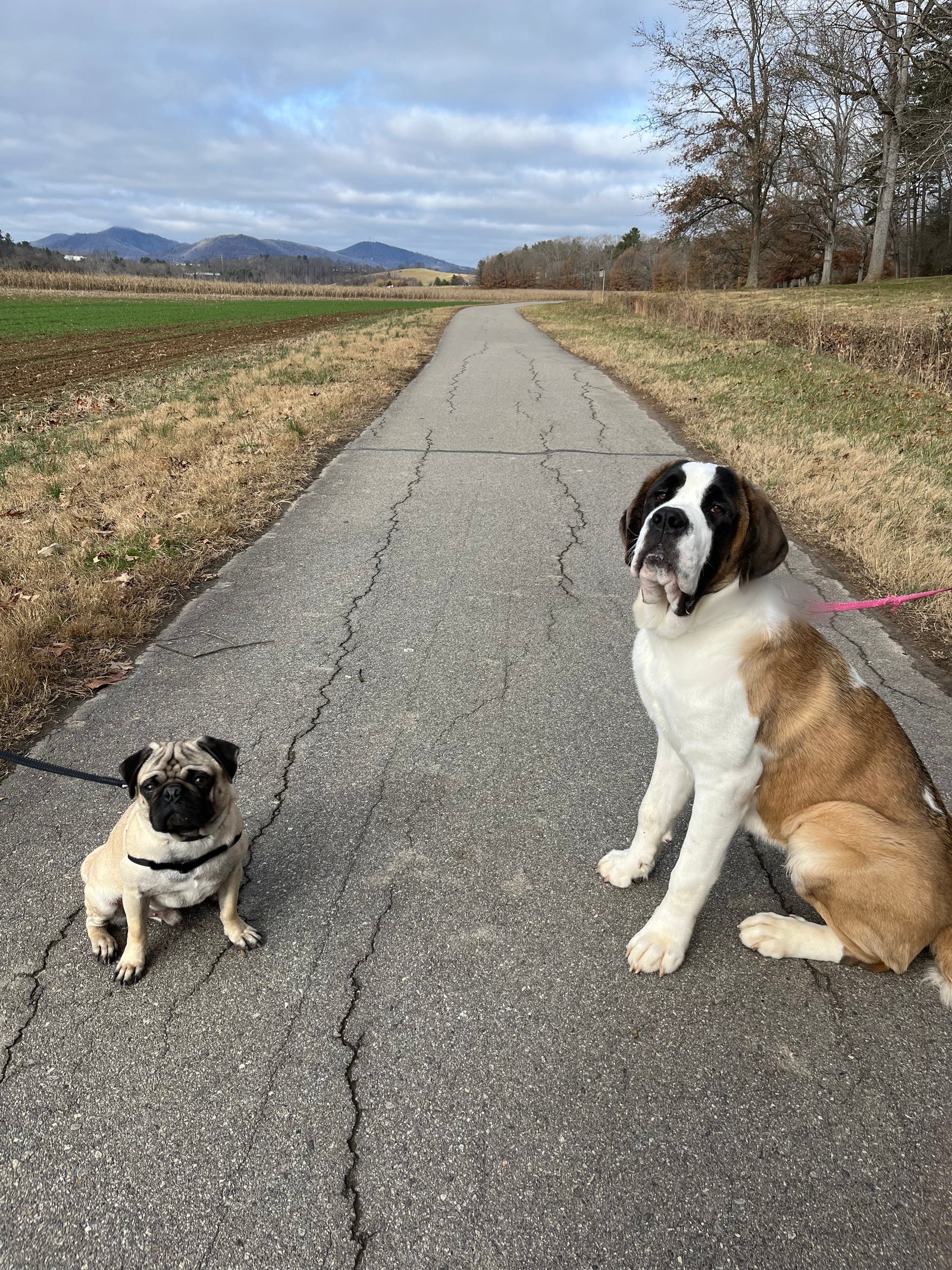 SMALL Dog Sibling Harness