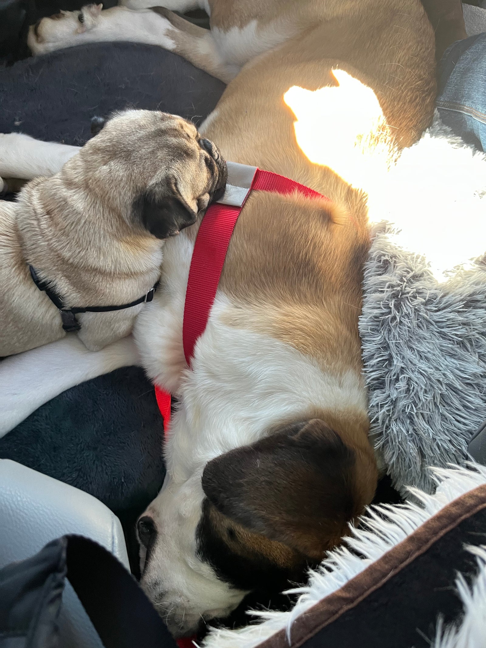 SMALL Dog Sibling Harness