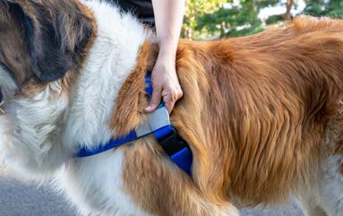 SMALL Dog Sibling Harness