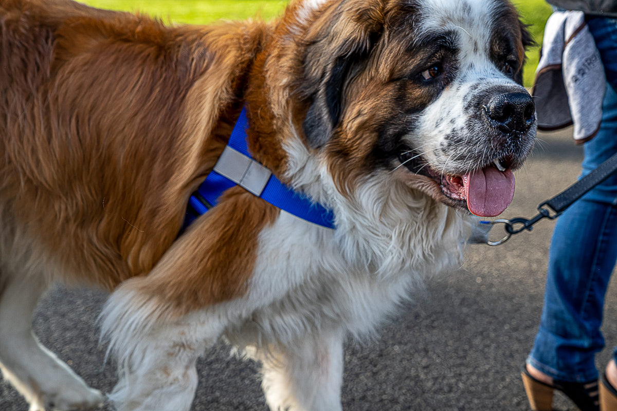 Best dog harness 2024 for saint bernard