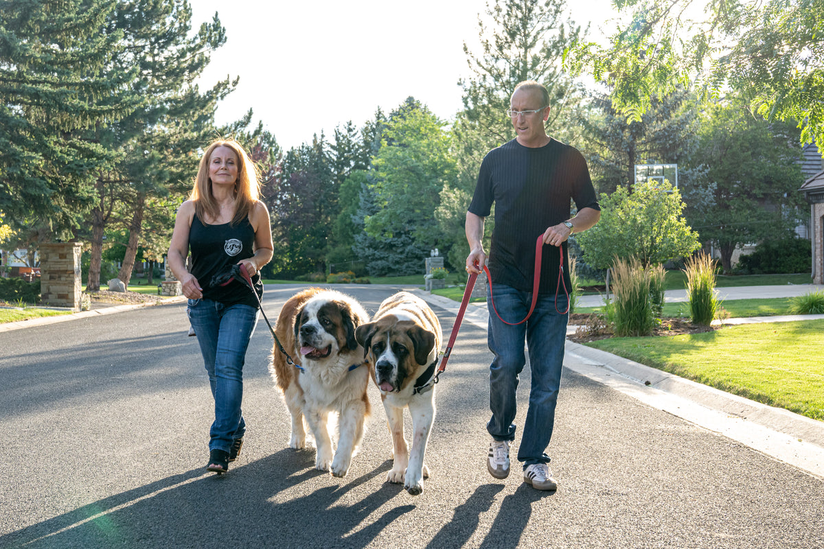 Big Dog Walking Harness