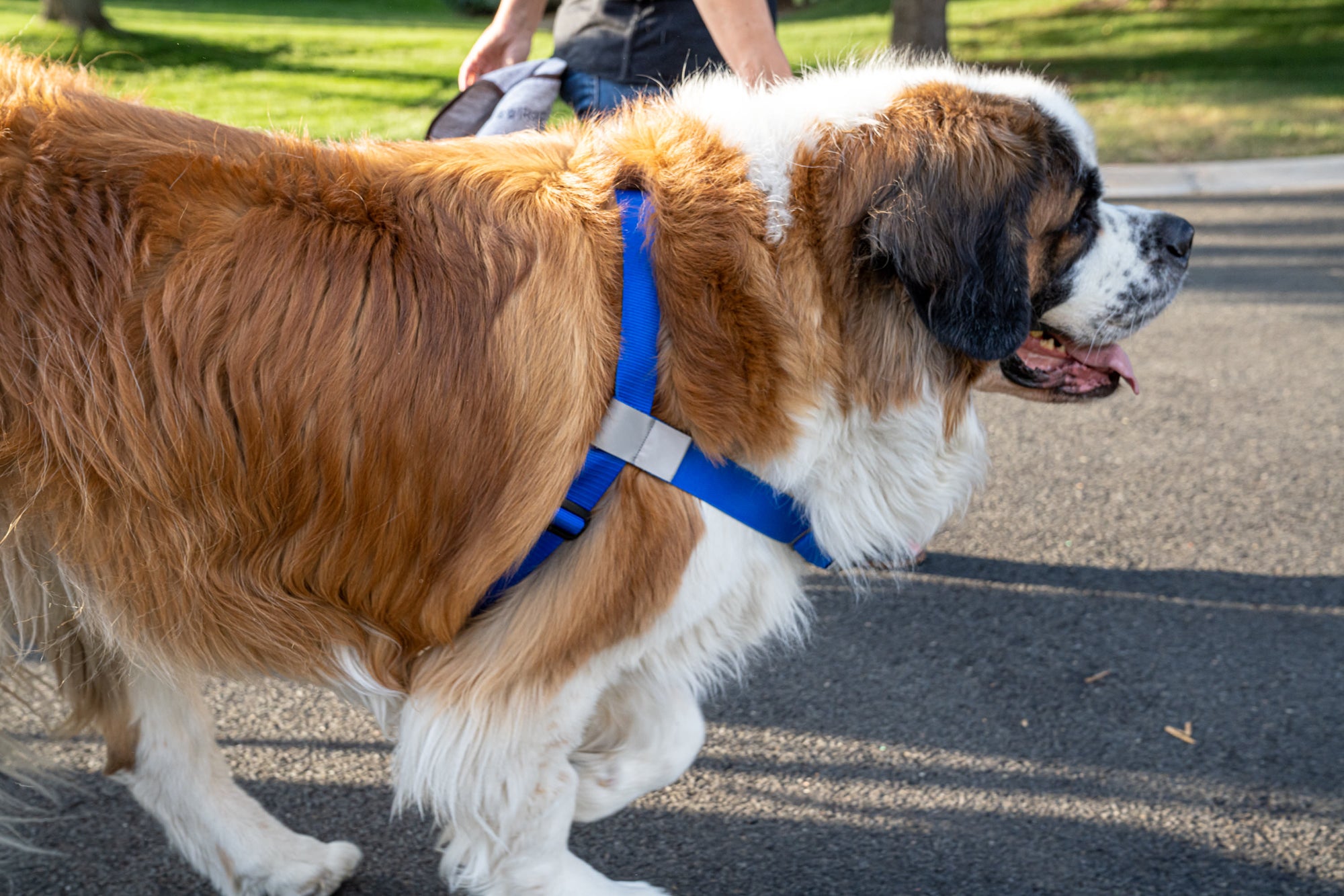 Big Dog Walking Harness