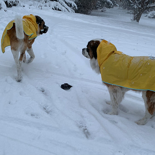 dog rain gear Shop Now: The Rain Rover Extra LARGE Dog Raincoat